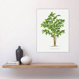 "Artery8 Caryota Sobolifera Palm Tree Kerchove Wall Art Poster Print in White - Size: W18"" x H24""" - thumbnail 4
