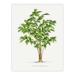 "Artery8 Caryota Sobolifera Palm Tree Kerchove Wall Art Poster Print in White - Size: W18"" x H24""" - thumbnail 1