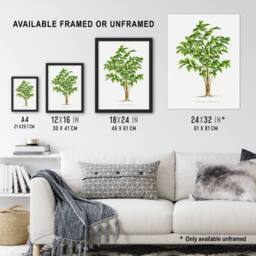 "Artery8 Caryota Sobolifera Palm Tree Kerchove Wall Art Poster Print in White - Size: W18"" x H24""" - thumbnail 3