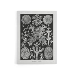 "Artery8 Lichen Species Vintage Haeckel Botanical Canvas Wall Art in Black - Size: W18"" x H24""" - thumbnail 1
