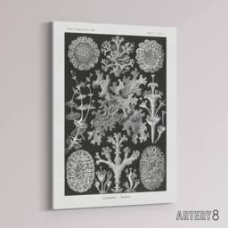 "Artery8 Lichen Species Vintage Haeckel Botanical Canvas Wall Art in Black - Size: W18"" x H24""" - thumbnail 2