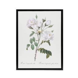 "Artery8 White Rose Floral Illustration Redoute Vintage Framed Canvas Wall Art - Size: W12"" x H16""" - thumbnail 1