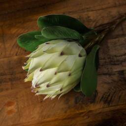 Lemon Pavilion Furniture and Decor Large Protea Artificial Plant - Plastic - L21 x W21 x H73 cm - White - thumbnail 4