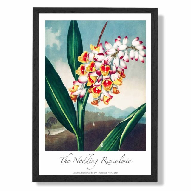 ARTZE Vintage Floral Exhibition - Renealmia Flower Framed Print SIZE: A3 with Black Frame in Red - Size: A4 - image 1