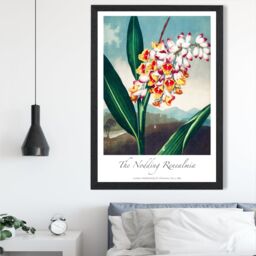 ARTZE Vintage Floral Exhibition - Renealmia Flower Framed Print SIZE: A3 with Black Frame in Red - Size: A4 - thumbnail 2