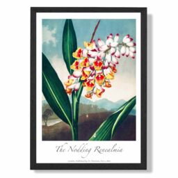 ARTZE Vintage Floral Exhibition - Renealmia Flower Framed Print SIZE: A3 with Black Frame in Red - Size: A4 - thumbnail 1