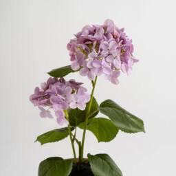 Scottish Everlastings Ltd 40cm Real Touch Lilac Hydrangea in Rustic Pot in Purple - thumbnail 2