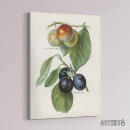"Artery8 Vintage Illustration of Two Plum Varieties Wright Canvas Art Print in White - Size: W12"" x H16""" - thumbnail 2