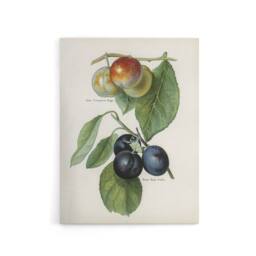 "Artery8 Vintage Illustration of Two Plum Varieties Wright Canvas Art Print in White - Size: W12"" x H16""" - thumbnail 1