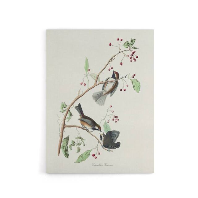 "Artery8 Canadian Titmouse Bird Audubon Nature Canvas Wall Art in White - Size: W18"" x H24""" - image 1