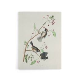 "Artery8 Canadian Titmouse Bird Audubon Nature Canvas Wall Art in White - Size: W18"" x H24""" - thumbnail 1