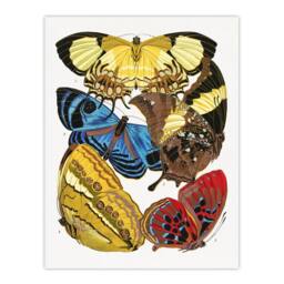"Artery8 Vintage Butterflies Yellow Red Blue Vintage Wall Art Print Seguy - Size: W18"" x H24""" - thumbnail 1