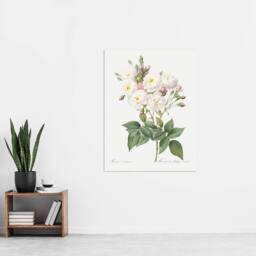 "Artery8 Noisette Rose Floral Redoute Vintage Wall Art Print Poster in White - Size: W18"" x H24""" - thumbnail 4