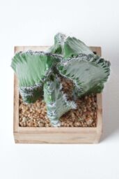 Homescapes Artificial Cactus Plant In Wooden Pot, 33 cm Tall in Green - thumbnail 3