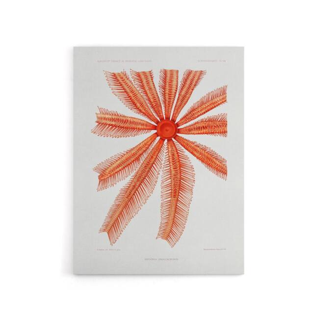 "Artery8 Brisingida Starfish Marine Life Albert I Canvas Wall Art Print in White - Size: W12"" x H16""" - image 1