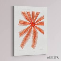 "Artery8 Brisingida Starfish Marine Life Albert I Canvas Wall Art Print in White - Size: W12"" x H16""" - thumbnail 2
