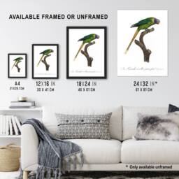 "Artery8 Female Plum Headed Parakeet Levaillant Wall Art Poster Print in White - Size: W12"" x H16""" - thumbnail 3