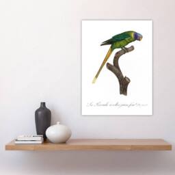 "Artery8 Female Plum Headed Parakeet Levaillant Wall Art Poster Print in White - Size: W12"" x H16""" - thumbnail 4