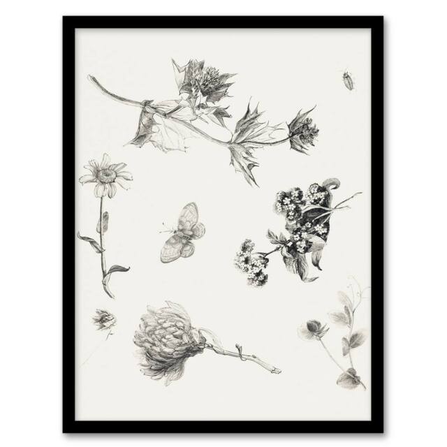 Artery8 Theo van Hoytema Framed Wall Art Flowers Leaves & Butterfly Drawing in White - Size: A4 - image 1