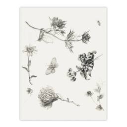 Artery8 Theo van Hoytema Framed Wall Art Flowers Leaves & Butterfly Drawing in White - Size: A4 - thumbnail 3