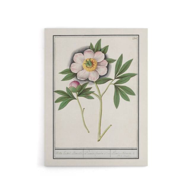 "Artery8 Blooming Peony Flower Anselmus de Boodt Canvas Wall Art Print in White - Size: W12"" x H16""" - image 1
