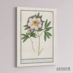 "Artery8 Blooming Peony Flower Anselmus de Boodt Canvas Wall Art Print in White - Size: W12"" x H16""" - thumbnail 2