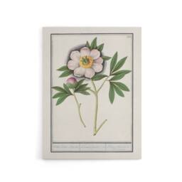 "Artery8 Blooming Peony Flower Anselmus de Boodt Canvas Wall Art Print in White - Size: W12"" x H16""" - thumbnail 1