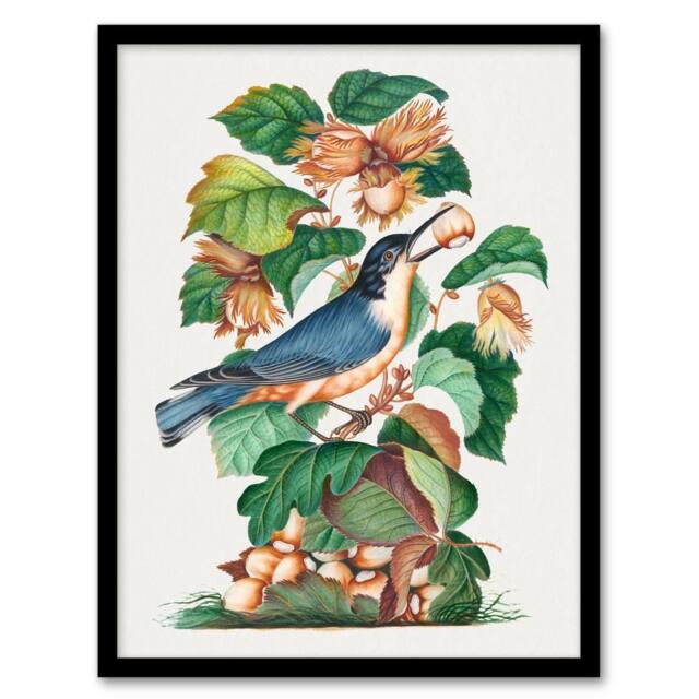 Artery8 Nuthatch Bird Hazel Oak & Bramble Bolton Framed Wall Art Print - Size: A4 - image 1