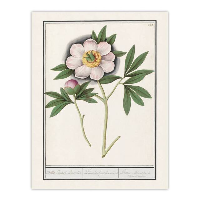 "Artery8 Blooming Peony Flower Anselmus de Boodt Wall Art Poster Print in White - Size: W12"" x H16""" - image 1