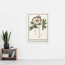 "Artery8 Blooming Peony Flower Anselmus de Boodt Wall Art Poster Print in White - Size: W12"" x H16""" - thumbnail 4