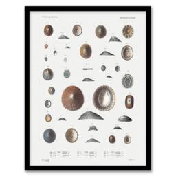 Artery8 Mollusca Shells Marine Life Augustus Gould Framed Wall Art Print in White - Size: A4 - thumbnail 1