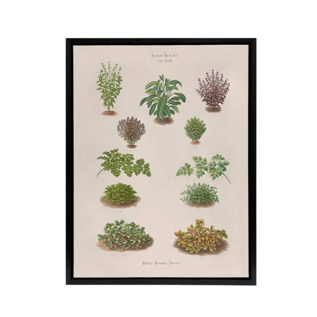 "Artery8 Botanical Bushes Varieties Ernst Benary Framed Canvas Wall Art Print in White - Size: W12"" x H16""" - image 1
