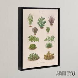 "Artery8 Botanical Bushes Varieties Ernst Benary Framed Canvas Wall Art Print in White - Size: W12"" x H16""" - thumbnail 2