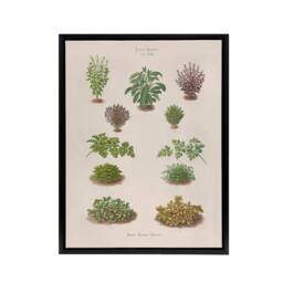 "Artery8 Botanical Bushes Varieties Ernst Benary Framed Canvas Wall Art Print in White - Size: W12"" x H16""" - thumbnail 1