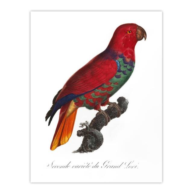 "Artery8 The Eclectus Parrot Francois Levaillant Wall Art Poster Print in White - Size: W12"" x H16""" - image 1