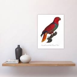 "Artery8 The Eclectus Parrot Francois Levaillant Wall Art Poster Print in White - Size: W12"" x H16""" - thumbnail 4