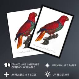 "Artery8 The Eclectus Parrot Francois Levaillant Wall Art Poster Print in White - Size: W12"" x H16""" - thumbnail 2
