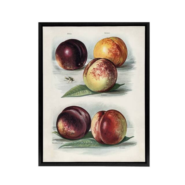 "Artery8 Vintage Fruit Illustration Peach Varieties Wright Framed Canvas Art in White - Size: W12"" x H16""" - image 1