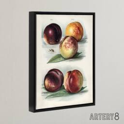 "Artery8 Vintage Fruit Illustration Peach Varieties Wright Framed Canvas Art in White - Size: W12"" x H16""" - thumbnail 2