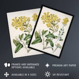 Artery8 New Zealand Brachyglottis Daisy Flowers Featon Framed Wall Art Print in Beige - Size: A4 - thumbnail 2
