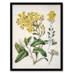 Artery8 New Zealand Brachyglottis Daisy Flowers Featon Framed Wall Art Print in Beige - Size: A4 - thumbnail 1