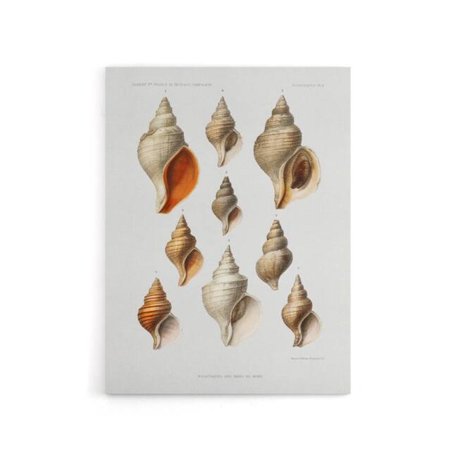 "Artery8 Northern Sea Molluscs Species Albert I Canvas Wall Art Print in White - Size: W12"" x H16""" - image 1