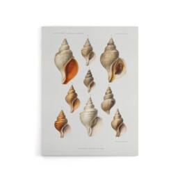 "Artery8 Northern Sea Molluscs Species Albert I Canvas Wall Art Print in White - Size: W12"" x H16""" - thumbnail 1