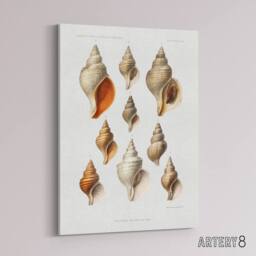 "Artery8 Northern Sea Molluscs Species Albert I Canvas Wall Art Print in White - Size: W12"" x H16""" - thumbnail 2
