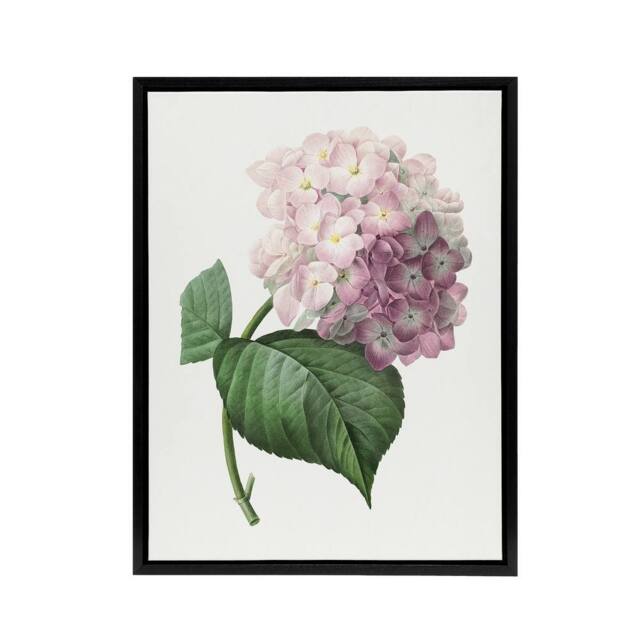"Artery8 Hydrangea Botanical Illustration Redoute Framed Canvas Wall Art in White - Size: W12"" x H16""" - image 1