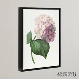 "Artery8 Hydrangea Botanical Illustration Redoute Framed Canvas Wall Art in White - Size: W12"" x H16""" - thumbnail 2