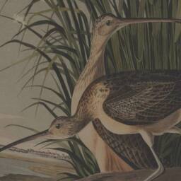Lemon Pavilion Furniture and Decor Flora & Fauna Collection Curlews on Linen in Beaded Frame in Brown - thumbnail 2