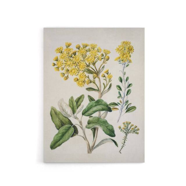 "Artery8 New Zealand Brachyglottis Daisy Flowers Featon Canvas Wall Art Print in Beige - Size: W12"" x H16""" - image 1