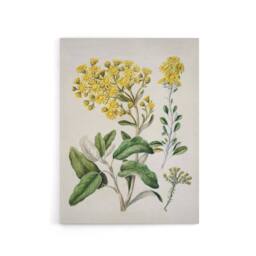 "Artery8 New Zealand Brachyglottis Daisy Flowers Featon Canvas Wall Art Print in Beige - Size: W12"" x H16""" - thumbnail 1