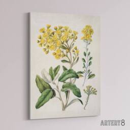 "Artery8 New Zealand Brachyglottis Daisy Flowers Featon Canvas Wall Art Print in Beige - Size: W12"" x H16""" - thumbnail 2